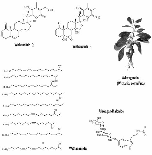 Ashwagandha zorgt voor meer uithoudingsvermogen, concludeert metastudie