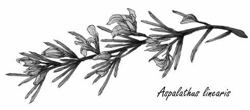 Afslanken met rooibos?