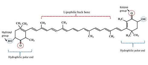 Astaxanthine voor wielrenners