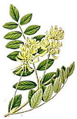 Paar gram Astragalus per dag verbetert rendement duurtraining met zestig procent