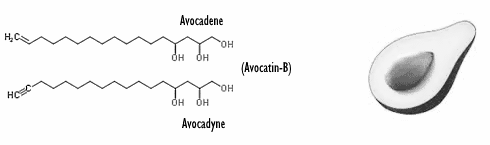 Hoe avocatin-B, de FAO-inhibitor in avocado, beschermt tegen diabetes