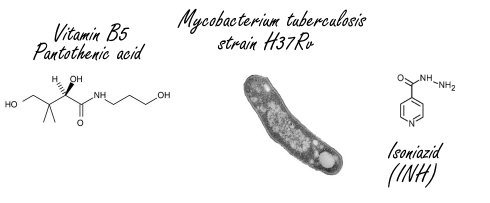 Vitamine B5 voert het immuunsysteem op