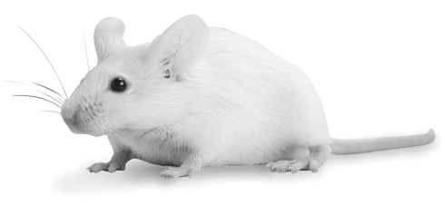 Leef 12 procent langer met een laag-glycemisch dieet