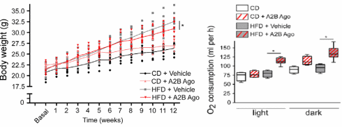 Dierstudie: slank of dik, oud of jong, Bay 60-6583 verbetert je lichaamssamenstelling