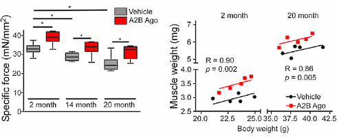 Dierstudie: slank of dik, oud of jong, Bay 60-6583 verbetert je lichaamssamenstelling