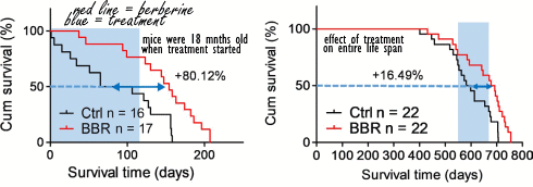 Slik berberine, leef 80 procent langer