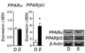 Sporters verliezen sneller lichaamsvet als ze beta-alanine gebruiken, suggereert in vitro-studie