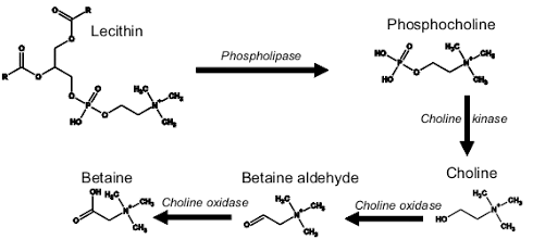 Betaine en choline | vetremmers en opbouwers van spierweefsel die beschermen tegen kanker