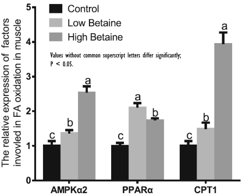 Hoe betaine afslanksupplementen met cafeine beter laat werken