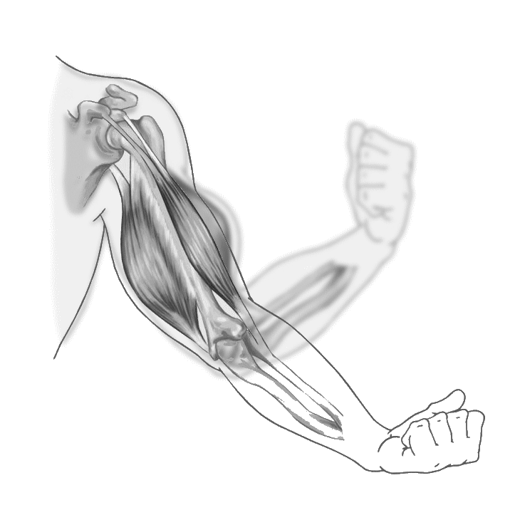 Focus op spiergroep tijdens krachttraining resulteert niet in meer kracht