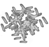 Bifidobacterium breve B-3 versnelt afbraak van lichaamsvet in humane studie