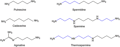 Spermidine stopt cardiovasculaire veroudering