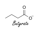 Butyraat beschermt spieren tegen veroudering
