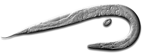 Is curcumine-acetylsalicylaat een levensverlenger?