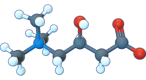 Vetverlies door carnitine is geen mythe | Metastudie