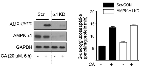 Afslankmiddel carnosic acid heeft anabole werking