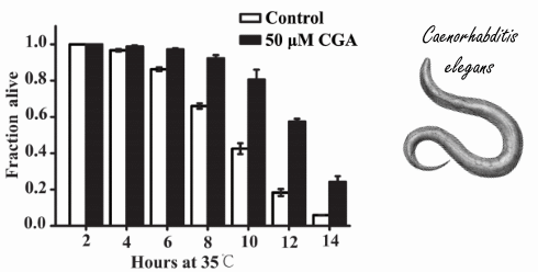 Chlorogenic acid, een stof in koffie, remt de verouderende werking van insuline