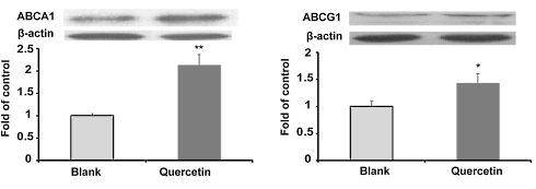 Hoe quercetine bloedvaten beschermt tegen cholesterol