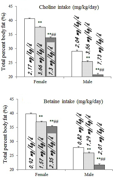 Meer choline en betaine in je voeding betekent meer spieren en minder vet