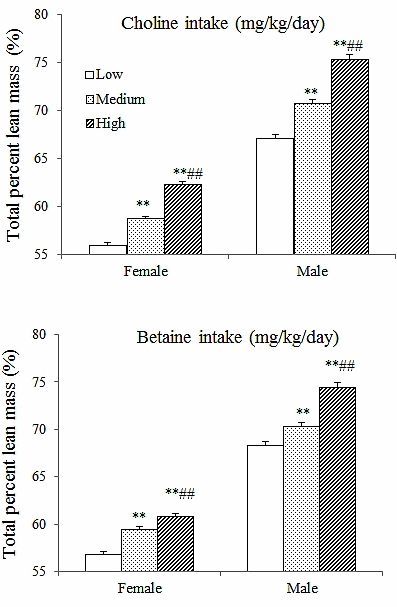 Meer choline en betaine in je voeding betekent meer spieren en minder vet