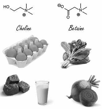 Meer choline en betaine in je voeding betekent meer spieren en minder vet