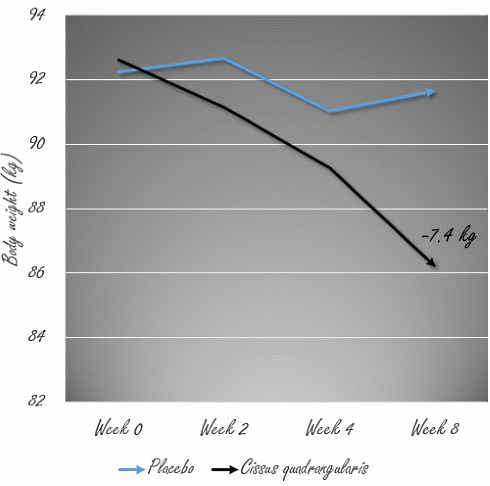 In 2 maanden 7 kilo afslanken met Cissus quadrangularis