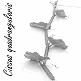 In 2 maanden 7 kilo afslanken met Cissus quadrangularis