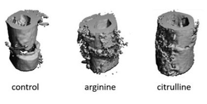 Dierstudie: suppletie met citrulline versnelt heling van gebroken botten