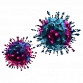 Hoe quercetine griepvirussen verziekt