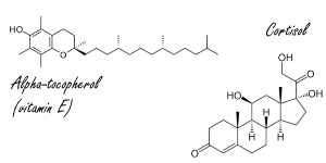 Teveel cortisol in je lichaam? Misschien helpt vitamine E