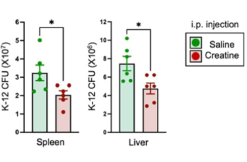 Immuunsysteem beter bestand tegen infectie door suppletie met creatine