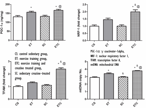 Creatine + duurtraining = fors meer mitochondria in je spiercellen