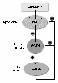 Teveel cortisol in je lichaam? Misschien helpt vitamine E