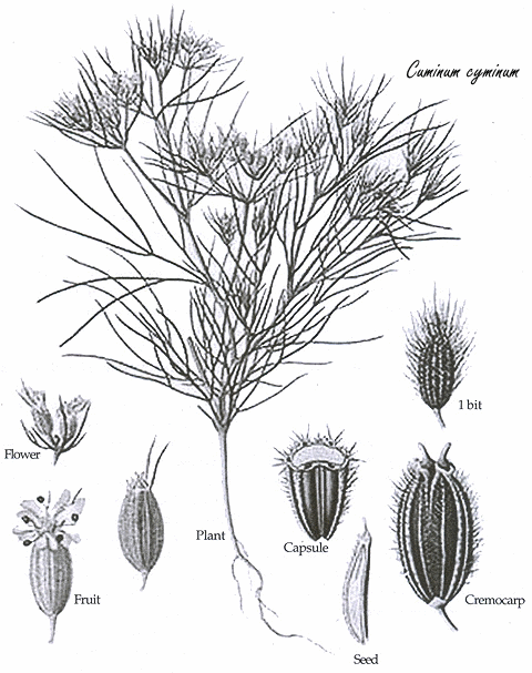 Afslanken met komijn en limoen