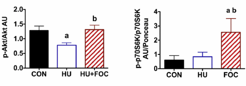 Combinatie visolie en curcumine activeert anabolisme in inactieve spieren