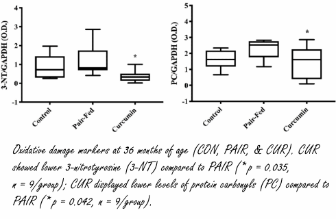 Meer spieren op hoge leeftijd dankzij curcumine