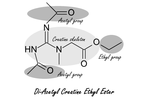 Di-acetylcreatine-ethyl-ester is 1000 keer effectiever dan gewone creatine