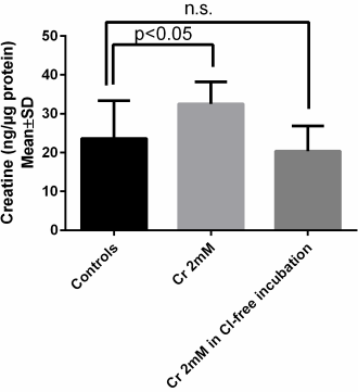 Di-acetylcreatine-ethyl-ester is minstens 1000 keer effectiever dan gewone creatine