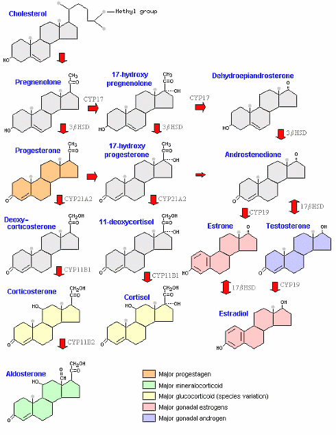 DHEA-suppletie bevordert anabolisme na intervaltraining
