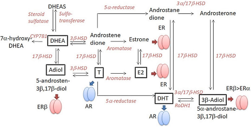 DHEA-suppletie verlaagt cortisolspiegel