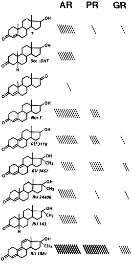 Een paar jaar geleden schreven we een stukje over het inmiddels in de VS verboden prohormoon methyldienolone, dat je misschien beter kent als M-Dien. Het vermarkten van niet of nauwelijks geteste anabole steroiden als methyldienolone vonden we onverantwoord, schreven we toen. Vandaag duiken we nogmaals in het bijna alweer vergeten designersteroid methyldienolone.