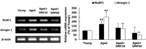 Dimethoxyflavone uit zwarte gember is een verjongingsmedicijn voor spieren