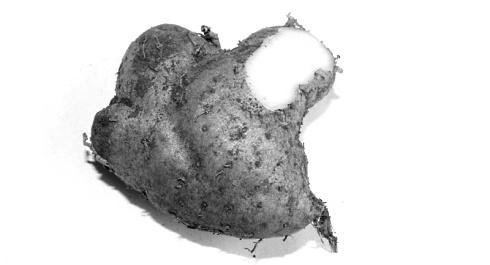 Diosgenine, het anabool in yams, is een DHT-booster