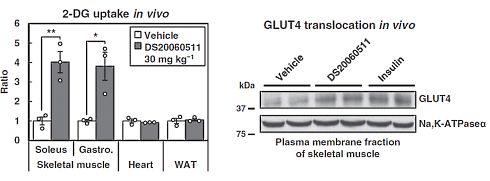 Binnenkort in de farmacologische bodybuilding: DS20060511