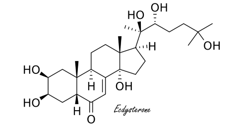 Suppletie met ecdysterone zorgt voor 2 kilo spieren extra in 10 weken