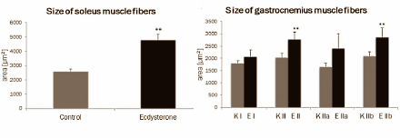 Anabole werking ecdysterone sterk genoeg voor dopingclassificatie