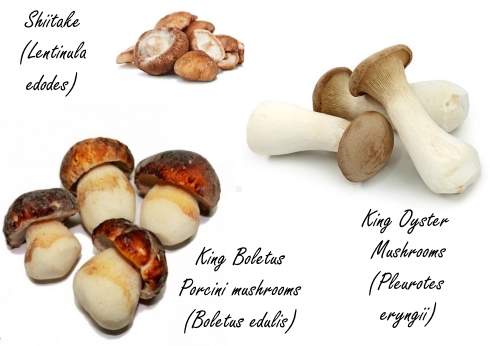 Waarom paddenstoelen goed zijn voor je hersenen