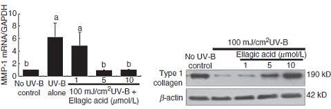 Ellaginezuur in bessen, frambozen en aardbeien blokkeert veroudering van de huid