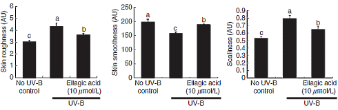 Ellaginezuur in bessen, frambozen en aardbeien blokkeert veroudering van de huid