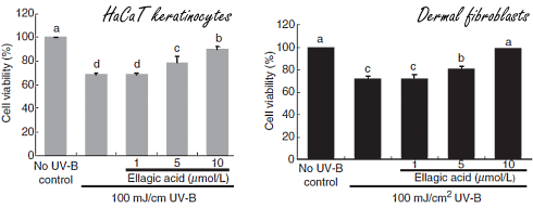 Ellaginezuur in bessen, frambozen en aardbeien blokkeert veroudering van de huid